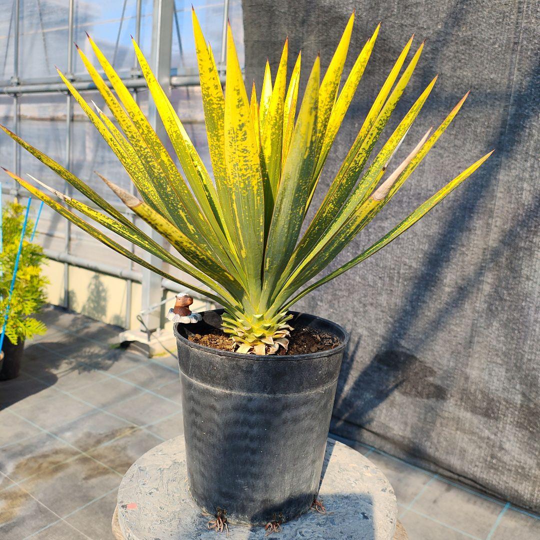 ユッカ　グロリオサ　散り斑