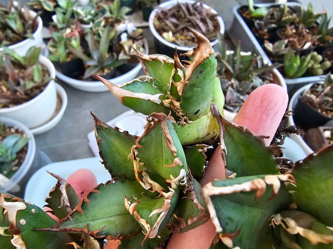 ゴリ猫、地獄猫5苗セット 根付き苗 台湾産正規品 アガベ ブツブツ 裏トゲ多め