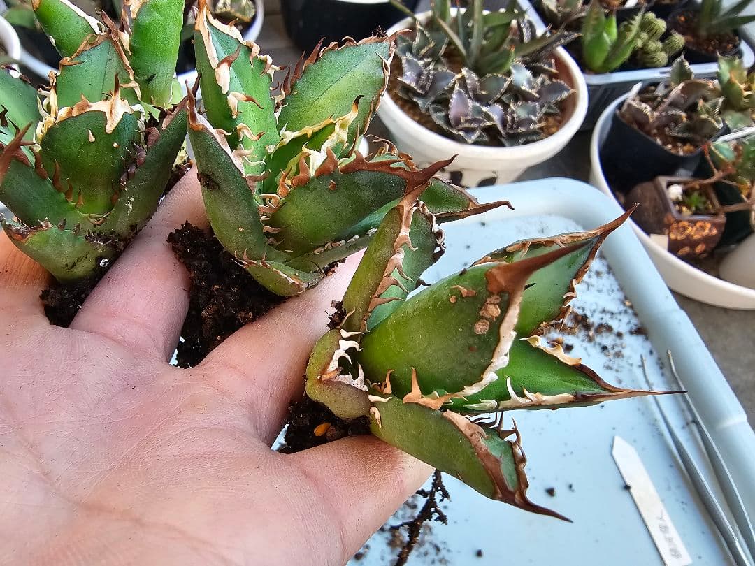 ゴリ猫、地獄猫5苗セット 根付き苗 台湾産正規品 アガベ ブツブツ 裏トゲ多め