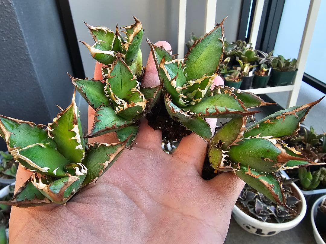 ゴリ猫、地獄猫5苗セット 根付き苗 台湾産正規品 アガベ ブツブツ 裏トゲ多め