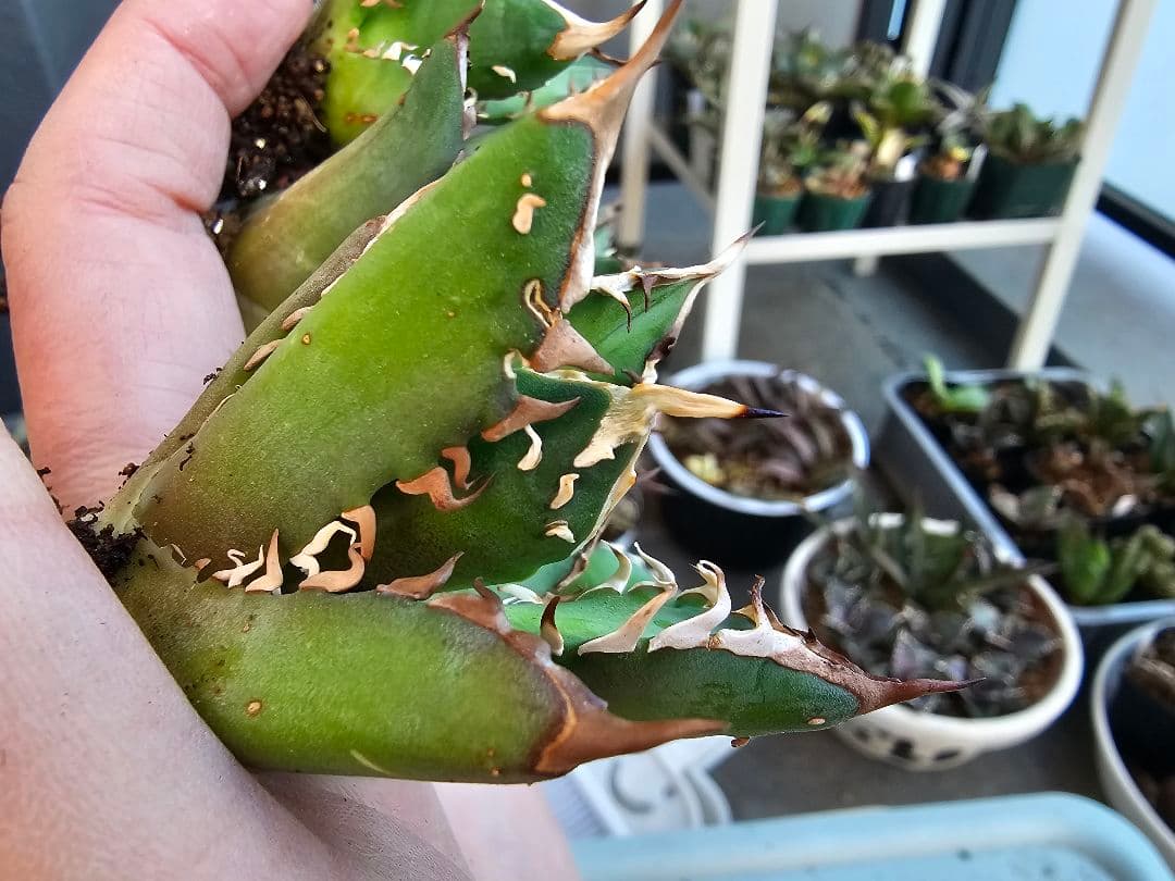 ゴリ猫、地獄猫5苗セット 根付き苗 台湾産正規品 アガベ ブツブツ 裏トゲ多め