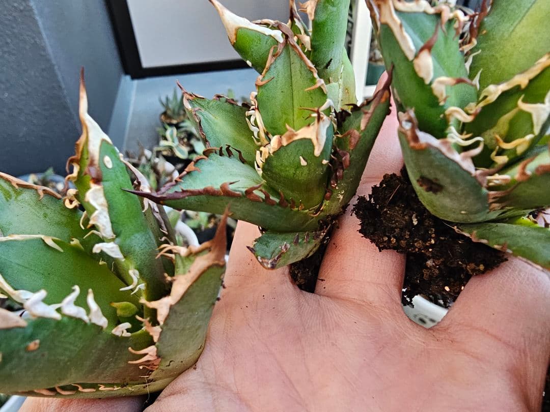 ゴリ猫、地獄猫5苗セット 根付き苗 台湾産正規品 アガベ ブツブツ 裏トゲ多め