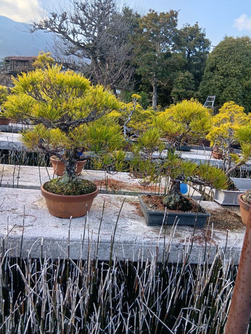 あうん黒松（かなり年数持ち込み古い）