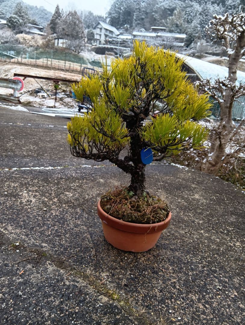 あうん黒松（かなり年数持ち込み古い）