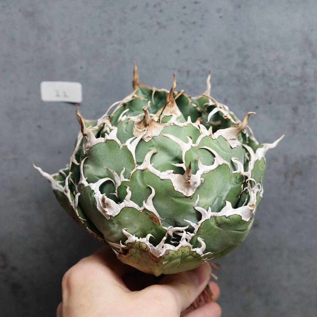 アガベ　チタノタ　オテロイ　白鯨　ワイド　太鋸歯　大株　22