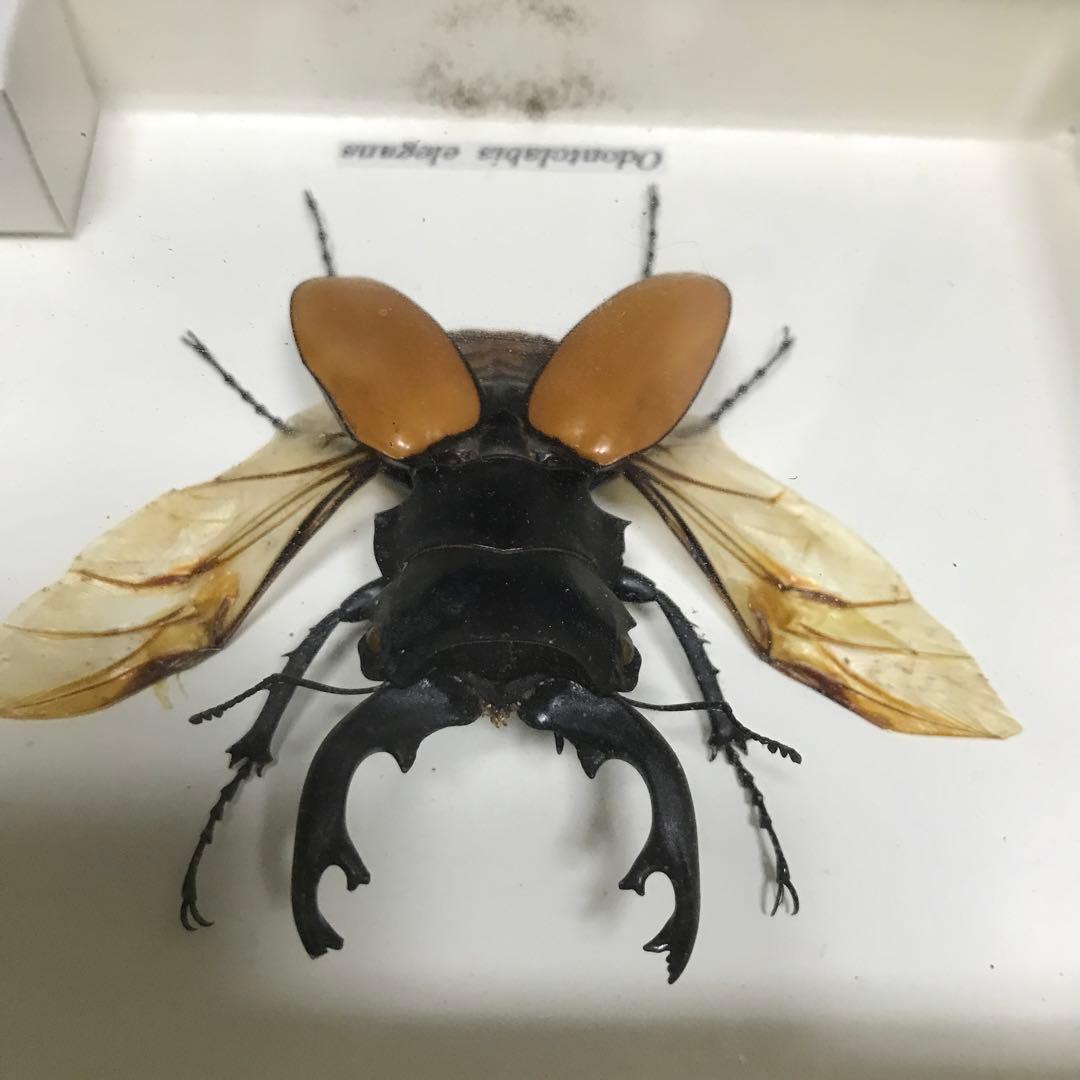 カブトムシ　クワガタ　飛翔標本　タイで購入