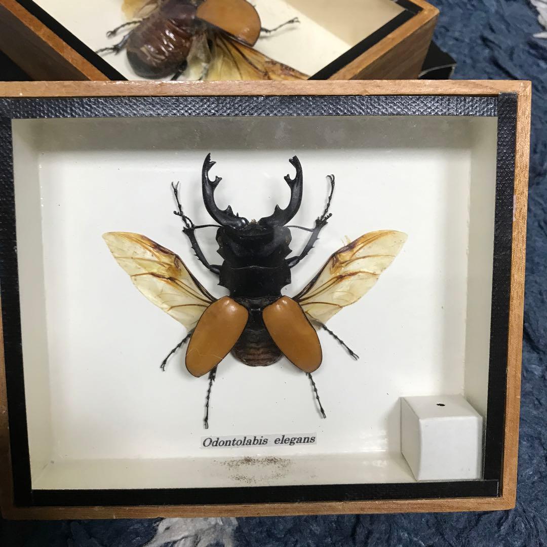 カブトムシ　クワガタ　飛翔標本　タイで購入