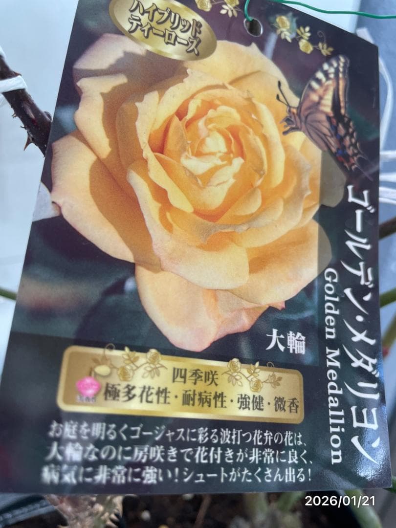 四季咲き　　バラ　　14株