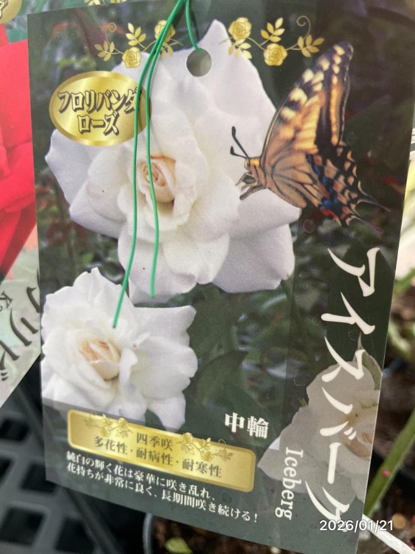 四季咲き　　バラ　　14株