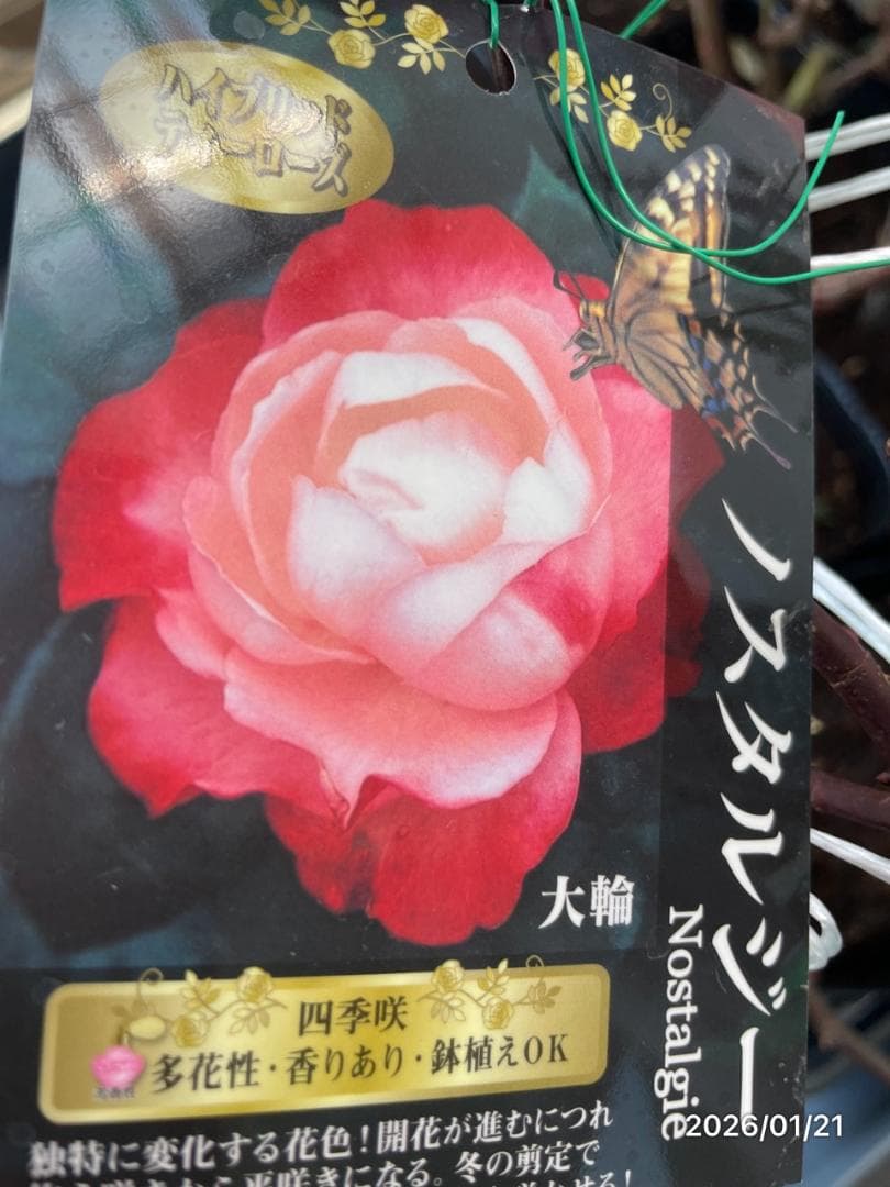 四季咲き　　バラ　　14株