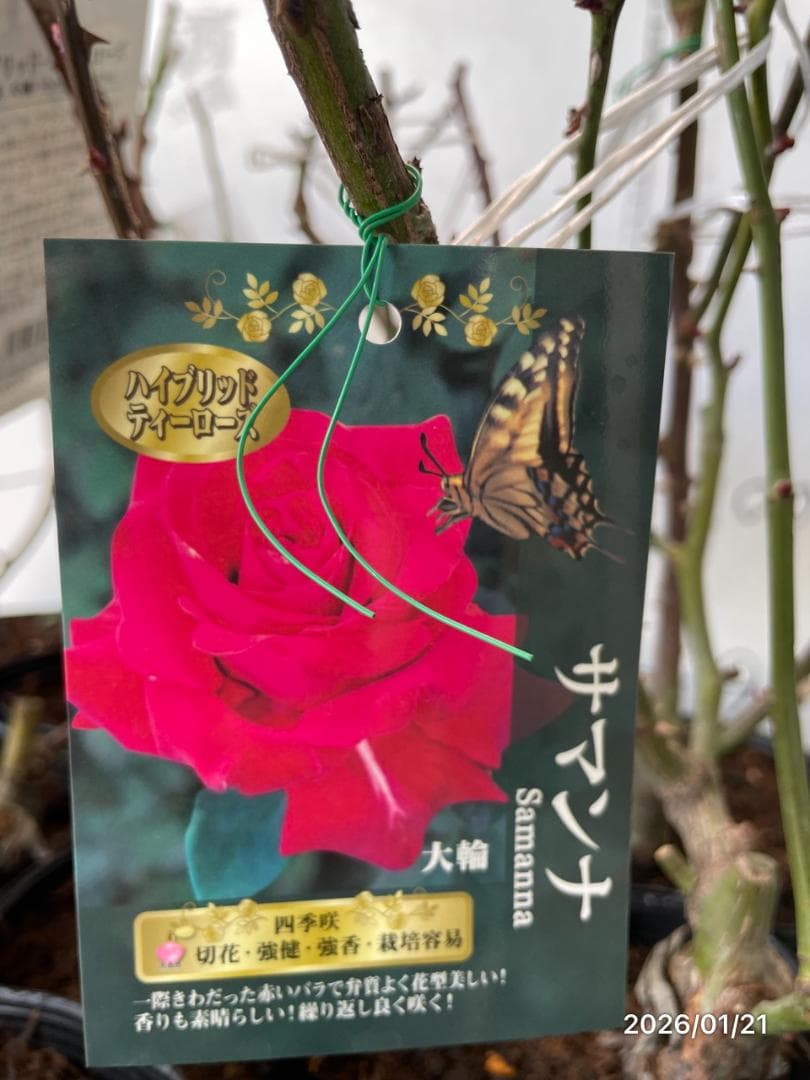 四季咲き　　バラ　　14株