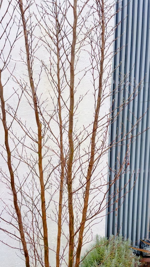 絶品黄金幹。ヒメシャラ切り戻し本株立ち3.0M(鉢底から)品番B