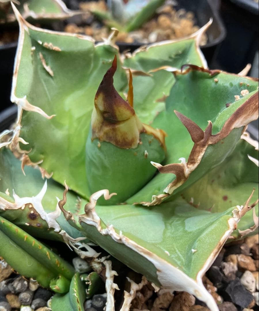 チタノタ　クチバシスタッズ　子株　ブツブツagave titanota