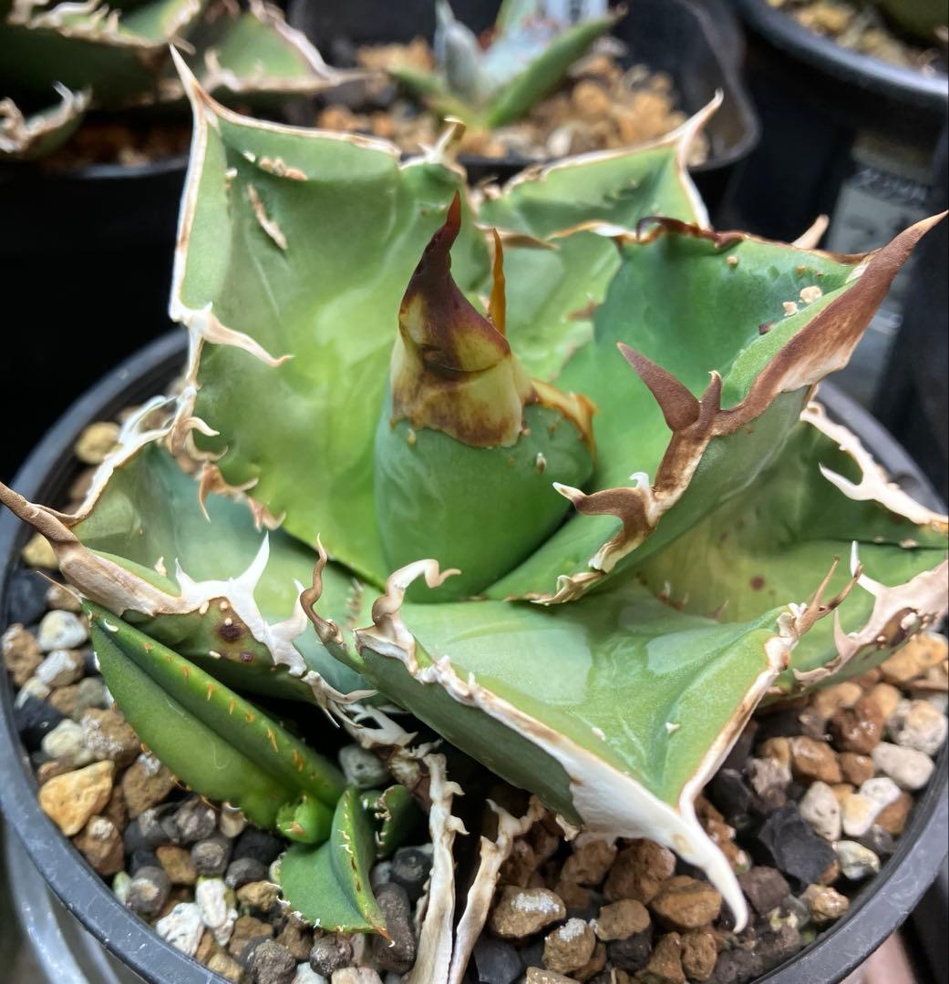 チタノタ　クチバシスタッズ　子株　ブツブツagave titanota