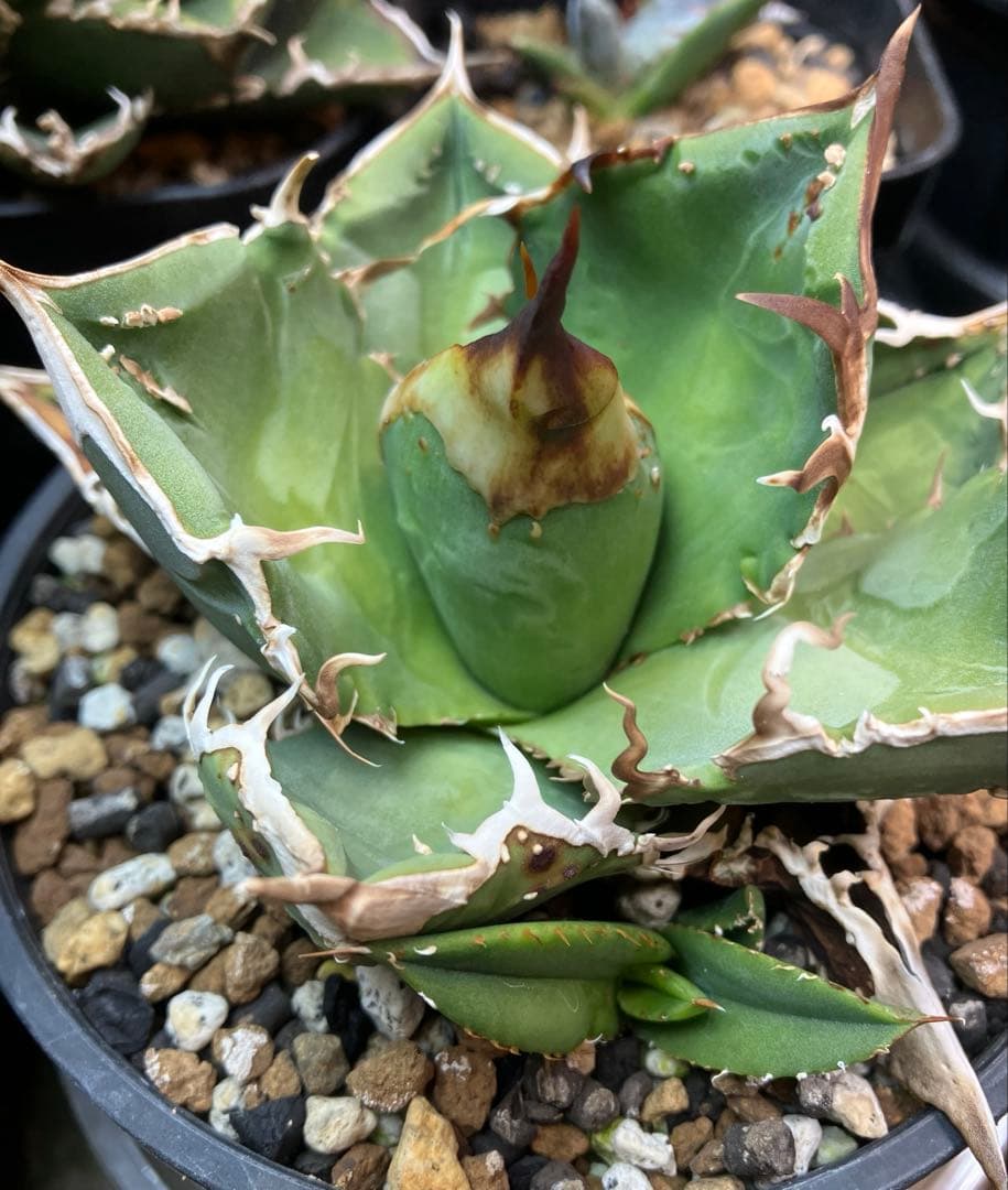 チタノタ　クチバシスタッズ　子株　ブツブツagave titanota
