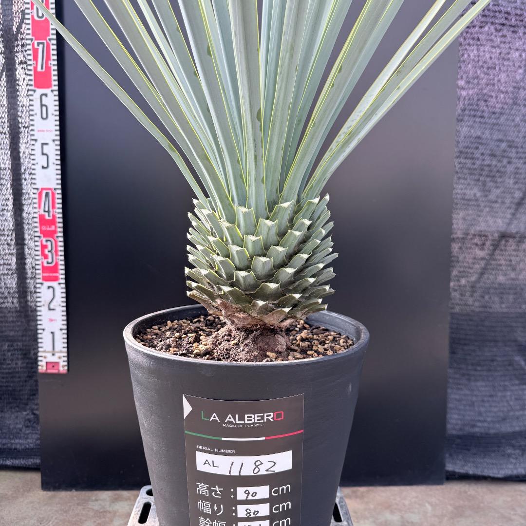 【AL1182】ユッカ　リギダ