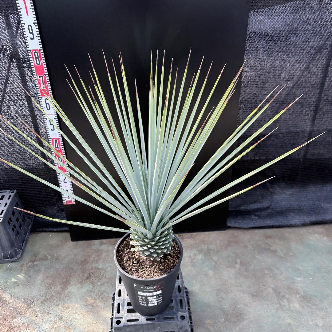 【AL1182】ユッカ　リギダ