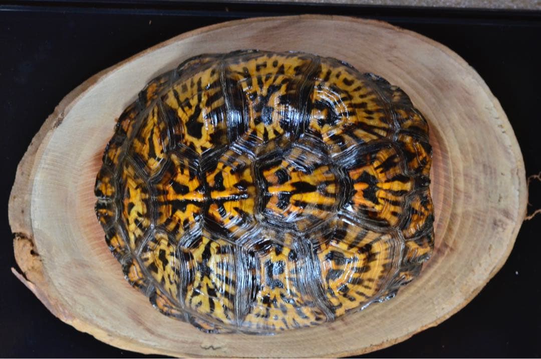 トウブハコガメ骨格標本(甲羅)黄色放射模様　フルアダルト　剥製　爬虫類