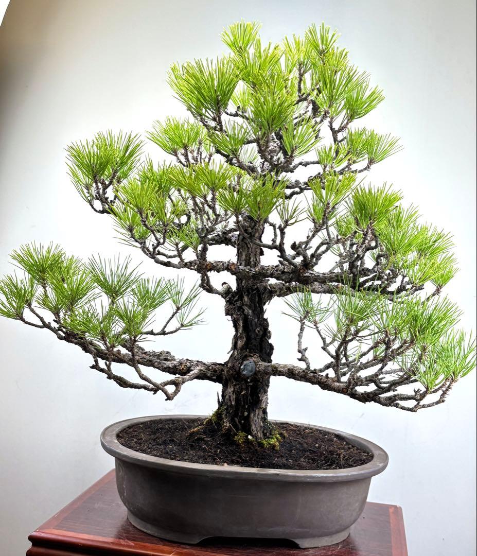 Y*9様 【サービスオークション】黒松盆栽☆