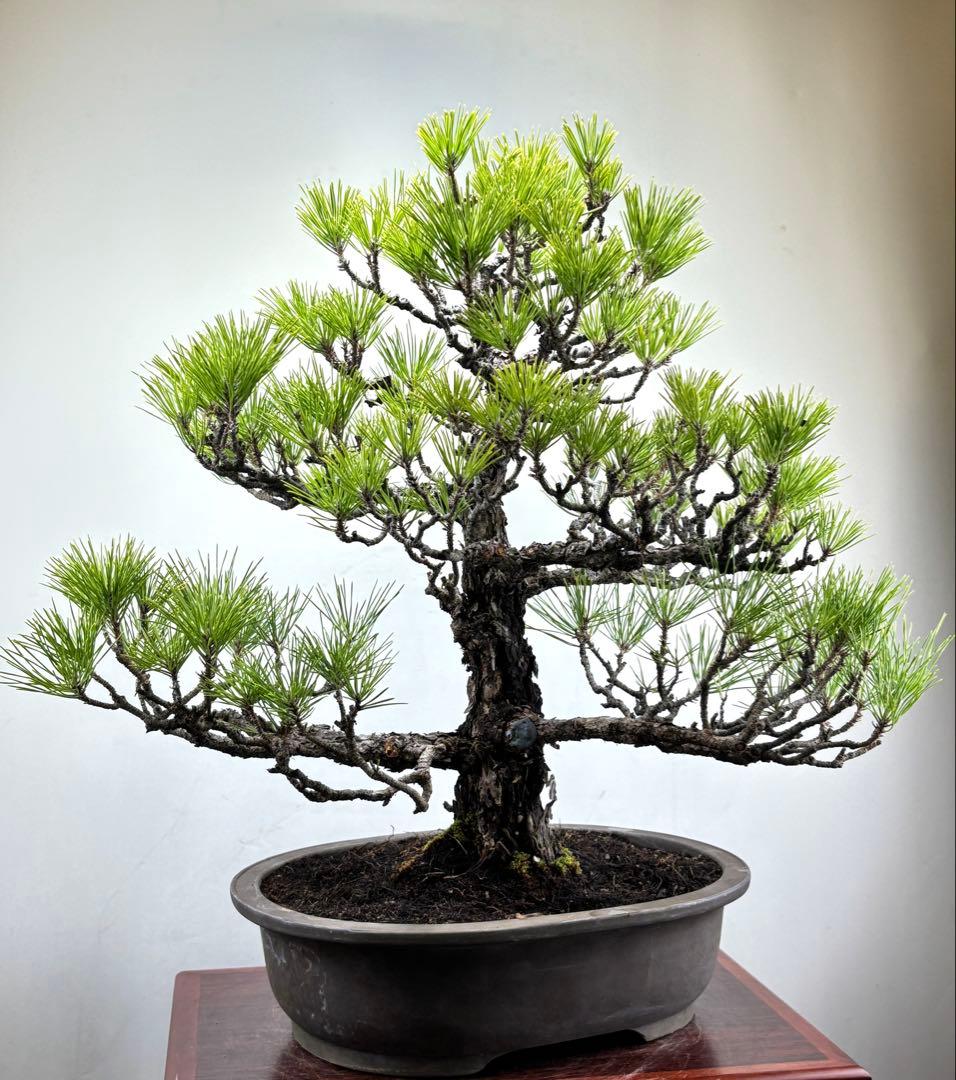 Y*9様 【サービスオークション】黒松盆栽☆