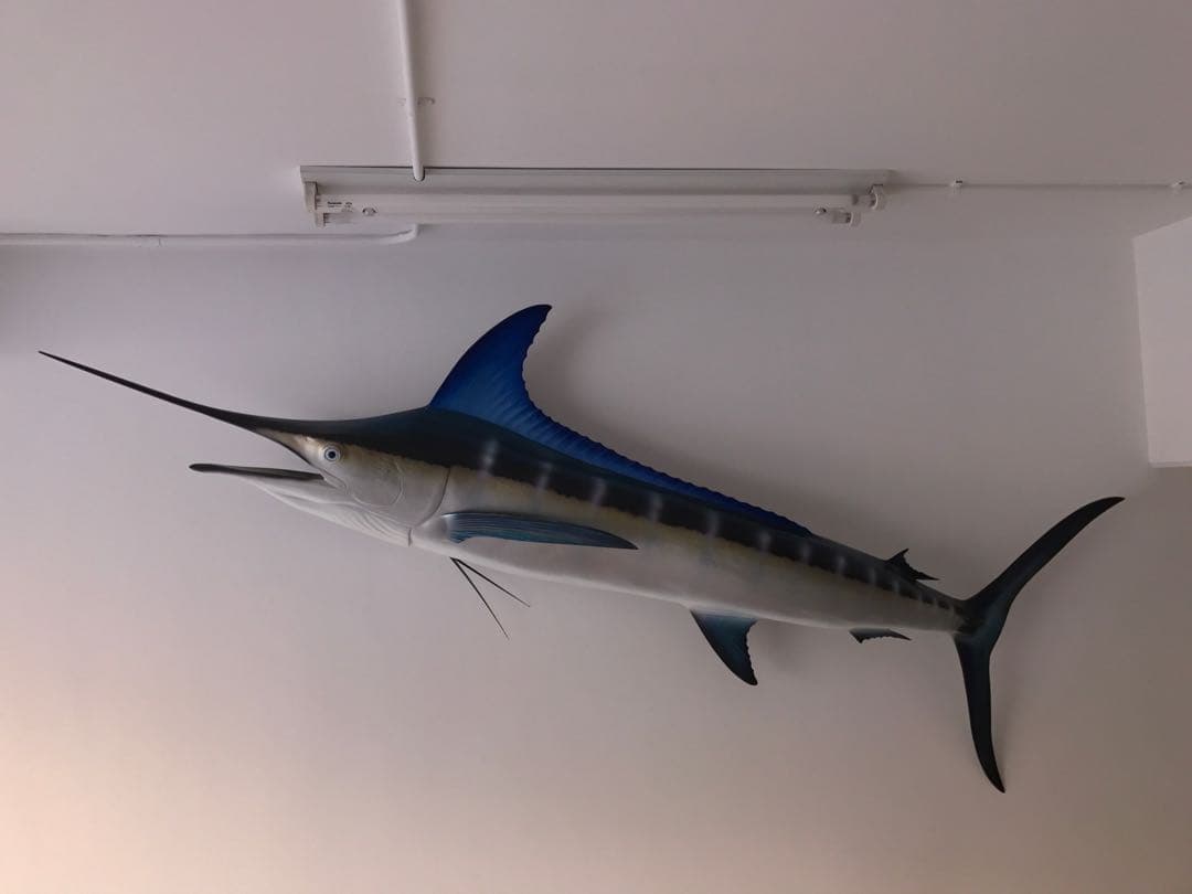 値下げ(^^)特大カジキ ストライプマーリン剥製 魚拓グラスファイバー