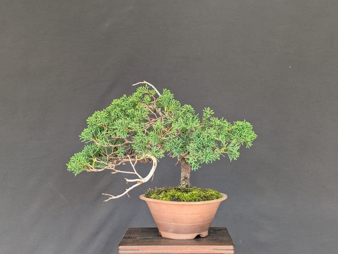 真柏　 ミニ盆栽　 小品盆栽