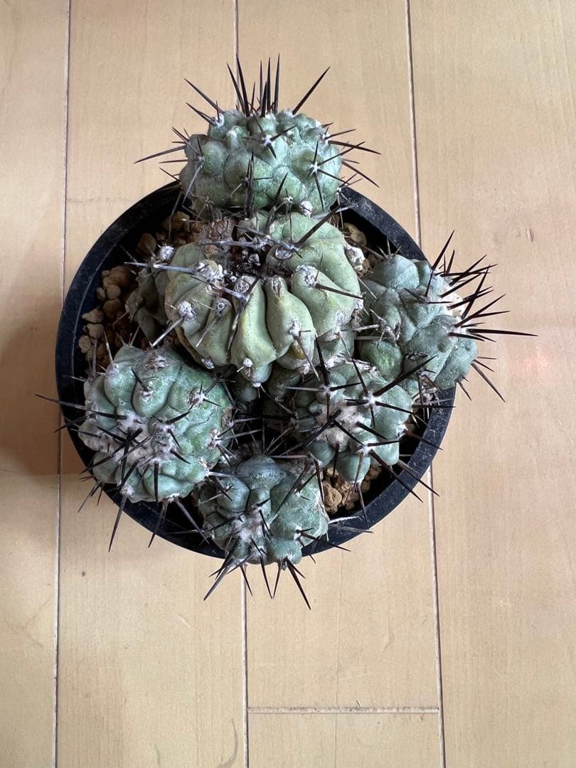 黒王丸 実生 群生 コピアポア