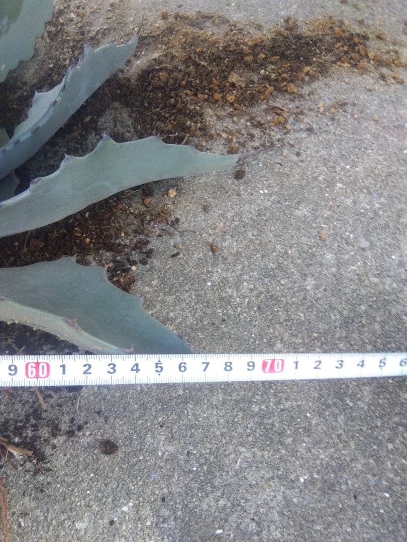 アガベ　テマカプリネンシス　選抜個体　超大株70センチ❗超特大親株❗