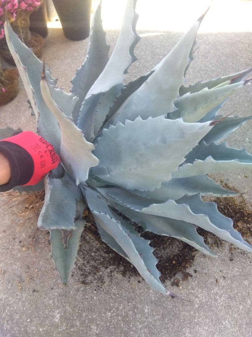 アガベ　テマカプリネンシス　選抜個体　超大株70センチ❗超特大親株❗