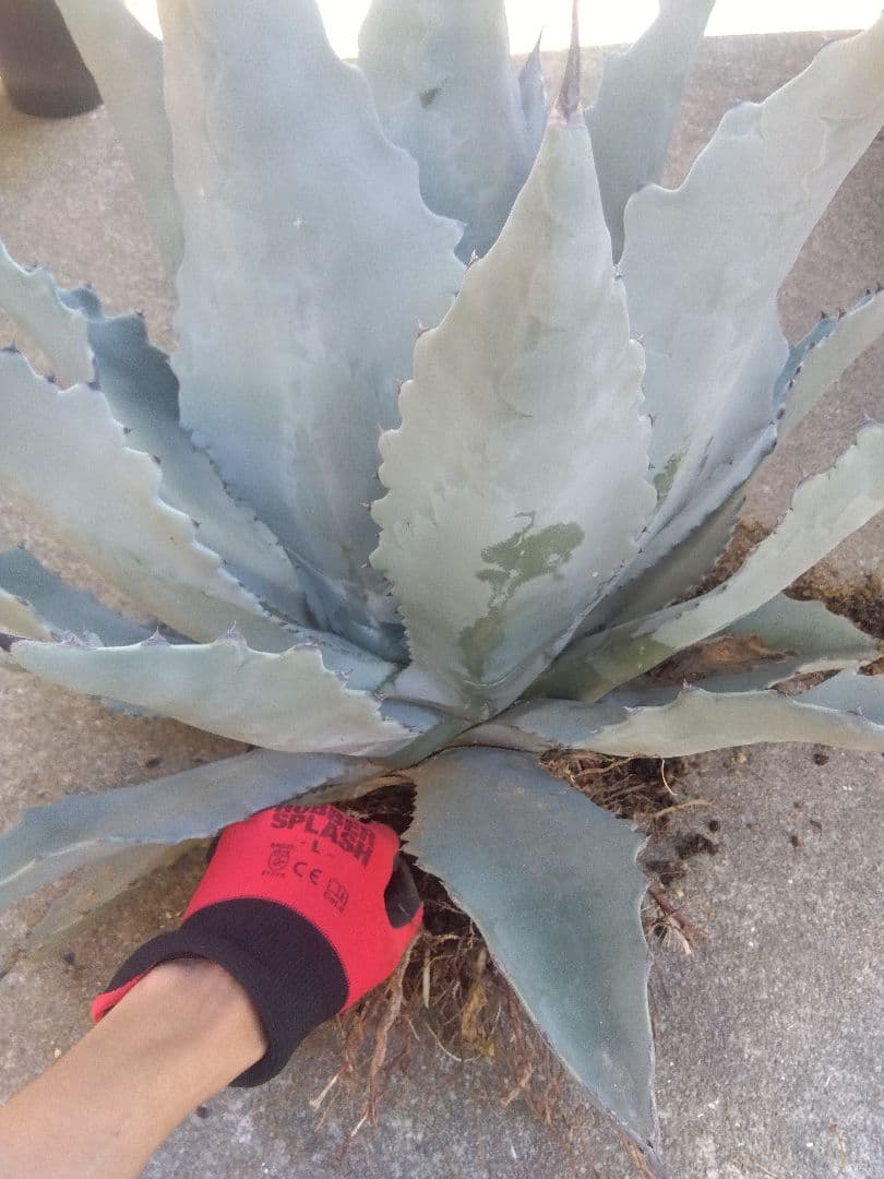 アガベ　テマカプリネンシス　選抜個体　超大株70センチ❗超特大親株❗