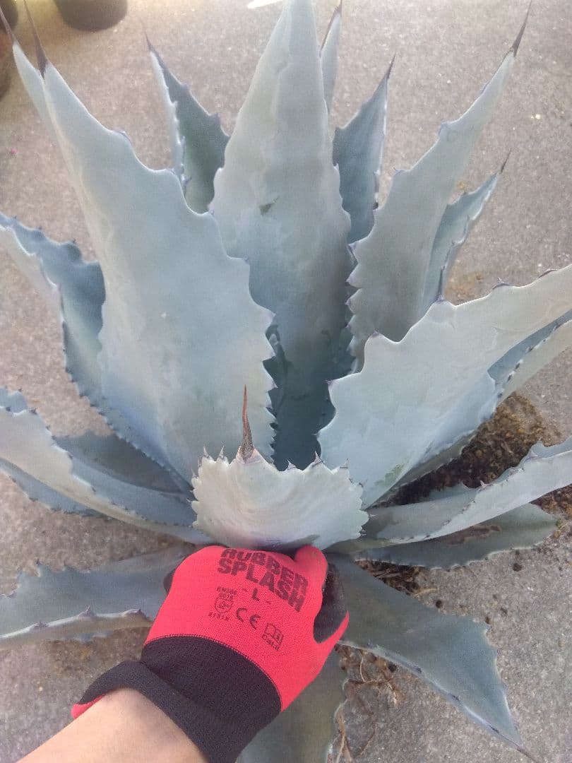 アガベ　テマカプリネンシス　選抜個体　超大株70センチ❗超特大親株❗