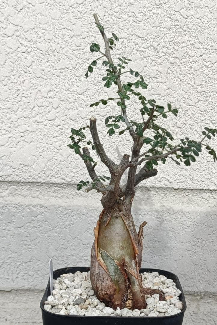 パキコルムスディスカラー 象の木 #6