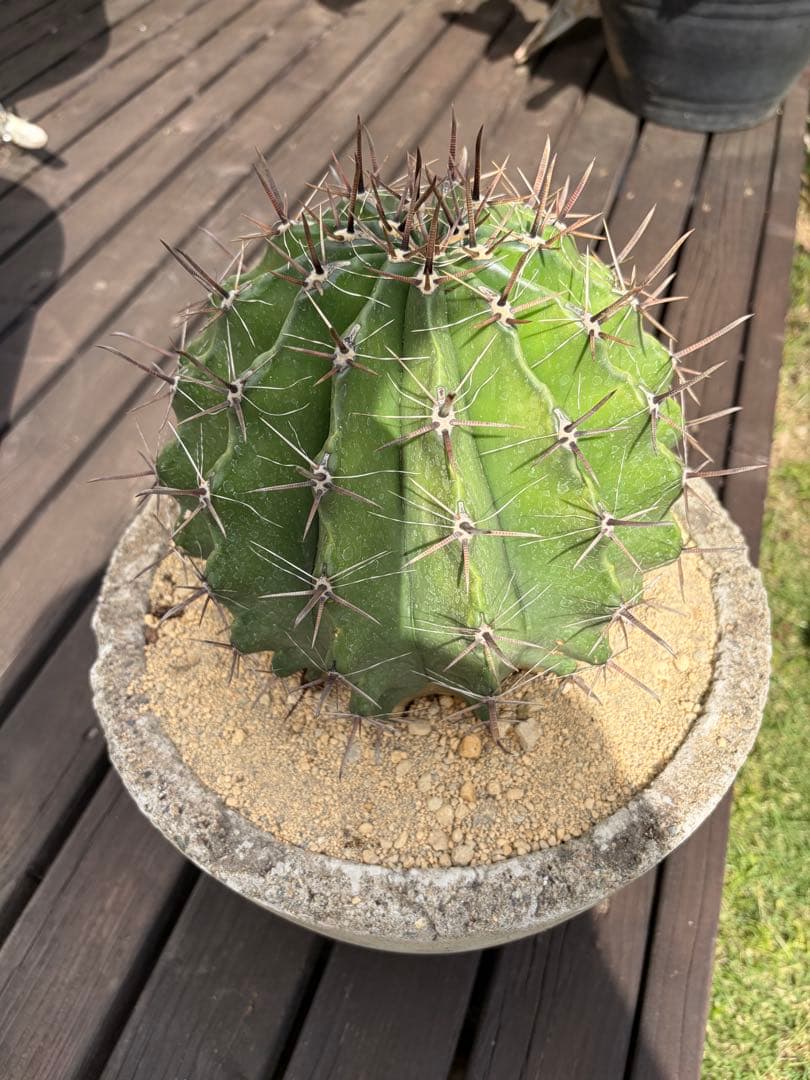 フェロカクタス半島玉　大株◇ドライガーデン多肉サボテン　アガベ ロストラータ南国