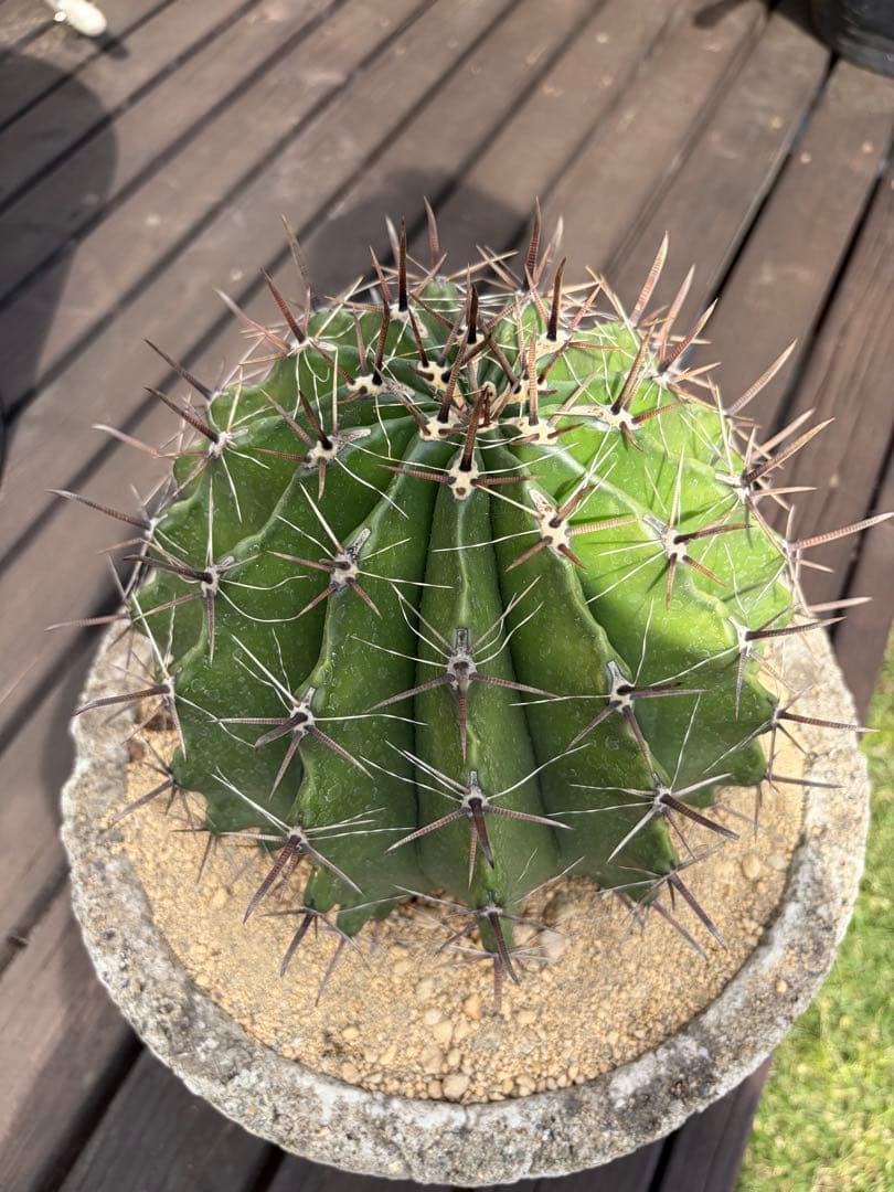 フェロカクタス半島玉　大株◇ドライガーデン多肉サボテン　アガベ ロストラータ南国