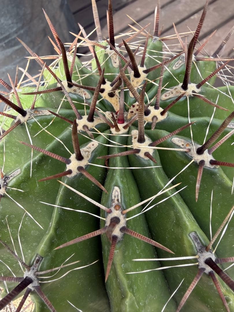 フェロカクタス半島玉　大株◇ドライガーデン多肉サボテン　アガベ ロストラータ南国