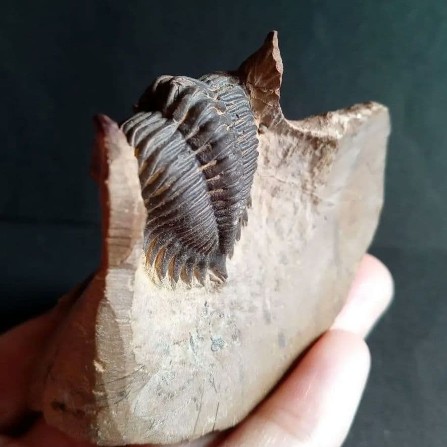 化石　骨格　標本　三葉虫　メタカンシナ　美麗