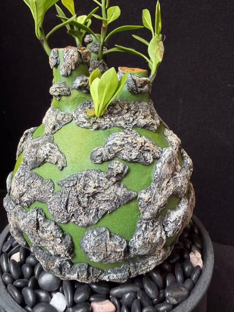 限定発売 フォークイエリア プルプシー　Fouquieria purpusii