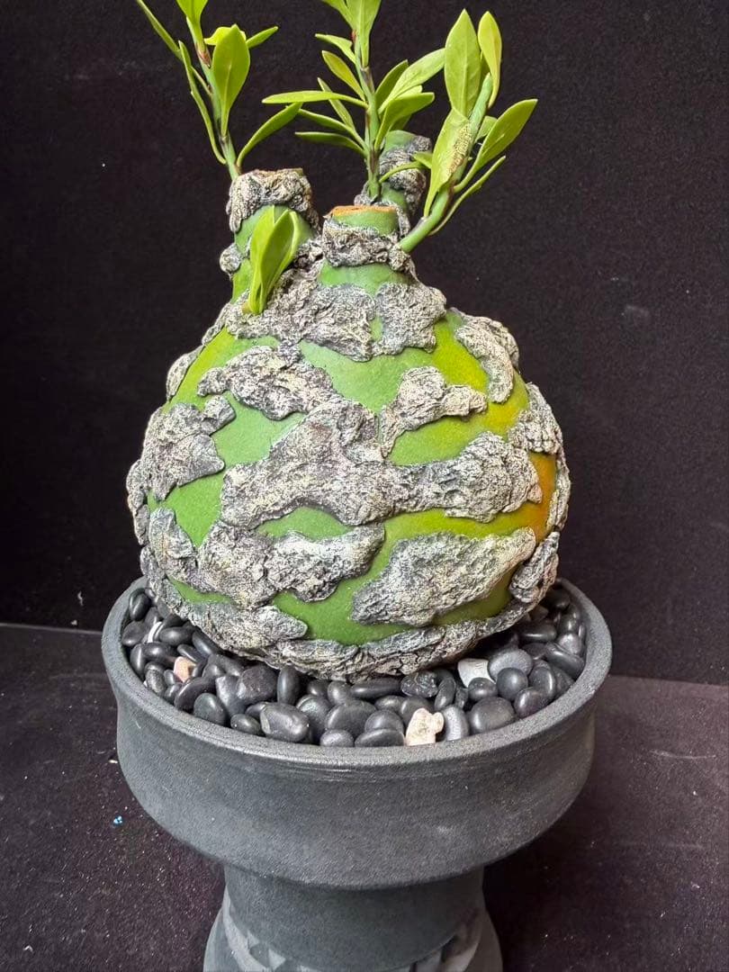 限定発売 フォークイエリア プルプシー　Fouquieria purpusii