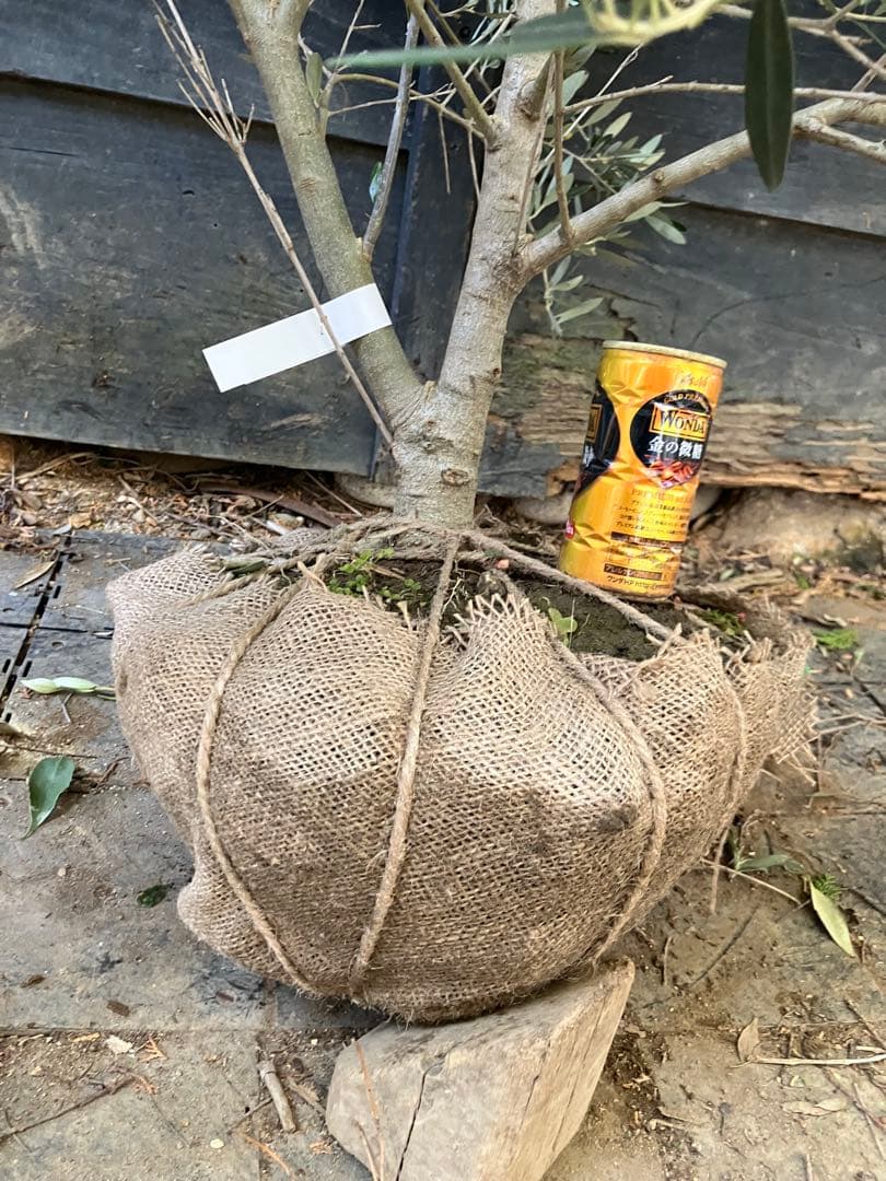 2 希少　オリーブの木　カヨンヌ