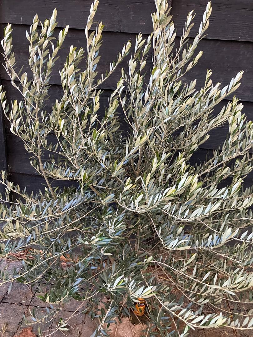 2 希少　オリーブの木　カヨンヌ