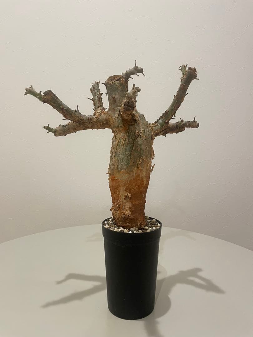 セサモタムナス ブッセアヌス（特大）