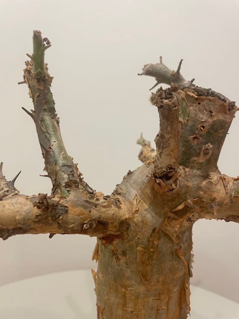 セサモタムナス ブッセアヌス（特大）