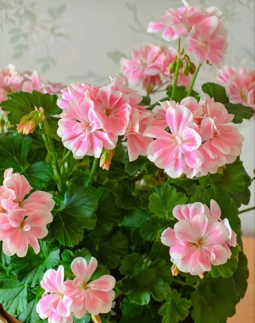 専用リンク　蕾付き　日本初ゼラニウム　希少品種ゼラニウム