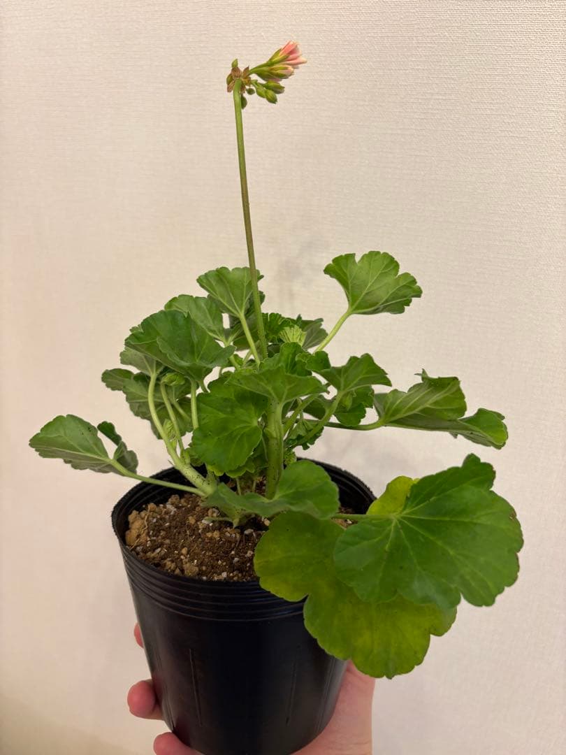 専用リンク　蕾付き　日本初ゼラニウム　希少品種ゼラニウム