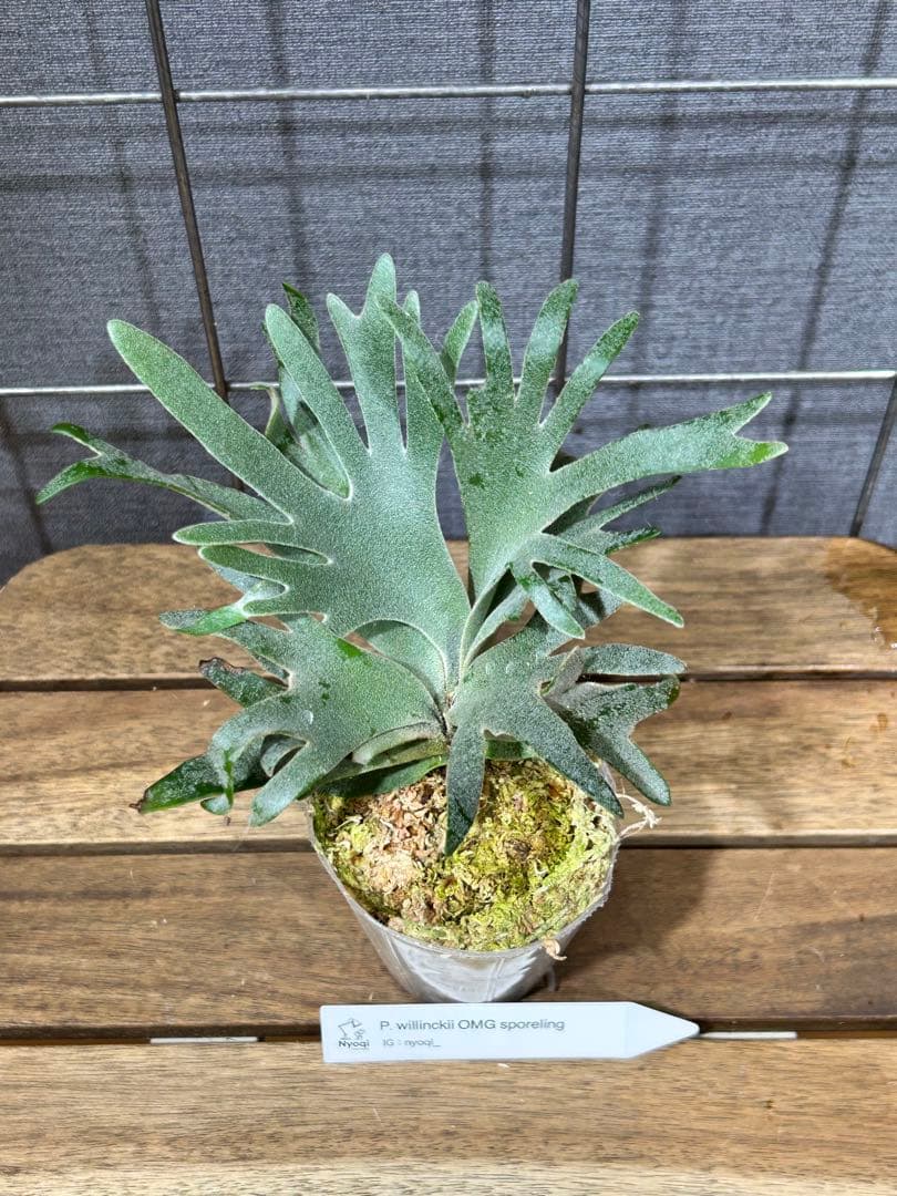 こやまP. Omg(spore) 【14】と[10]おまとめ、速達