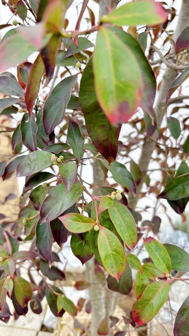 超逸品。常緑ヤマボウシ本株立ち2.6M(鉢底から)