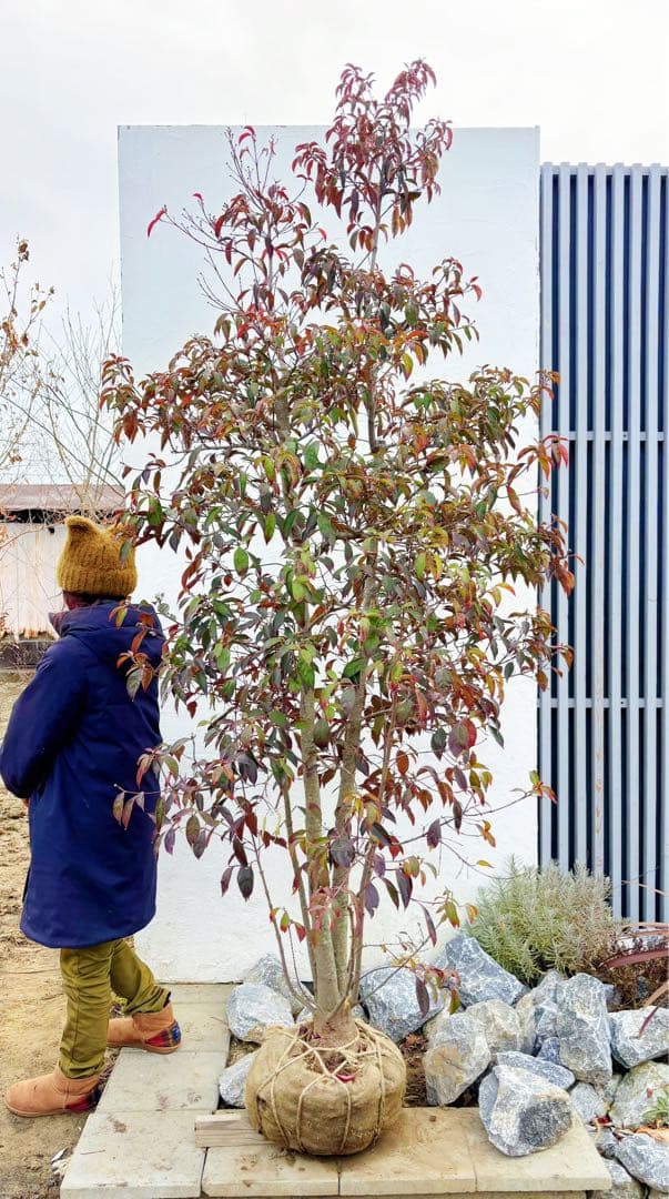 超逸品。常緑ヤマボウシ本株立ち2.6M(鉢底から)