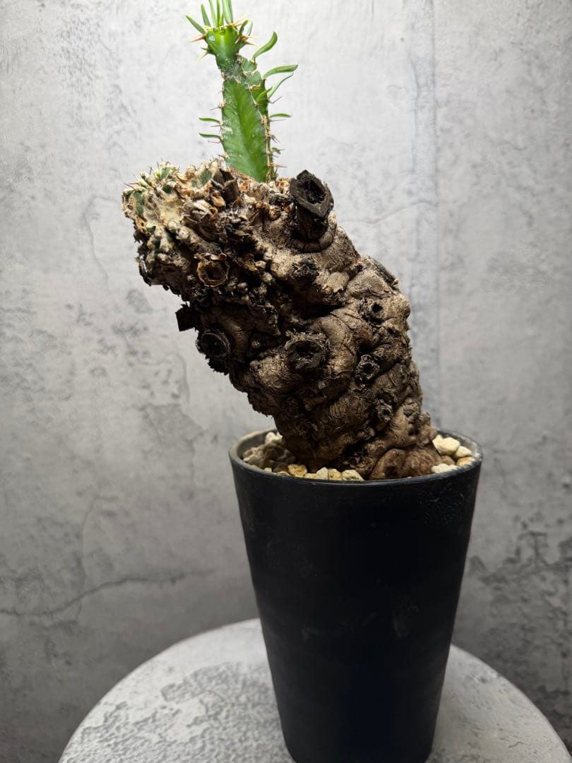 ユーフォルビア　ムランジーナ　発根済み