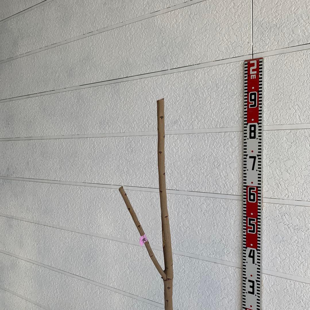 スモークツリー　スノーパフ　雌株　煙の木　苗木　花木　60