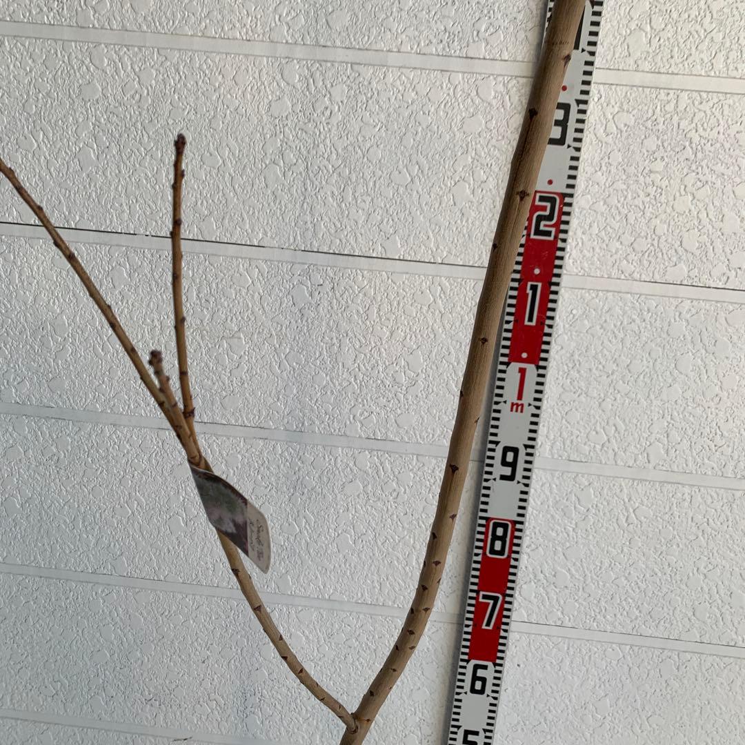 スモークツリー　スノーパフ　雌株　煙の木　苗木　花木　60